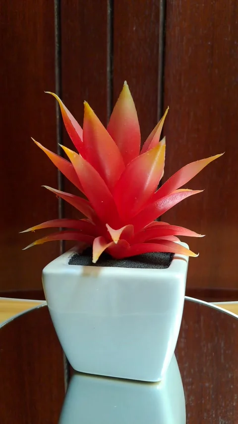 Mini artificial orange succulent white ceramic pot Stock Footage 341238461