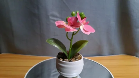 Mini artificial pink orchid in white ceramic pot Stock Footage 341233400