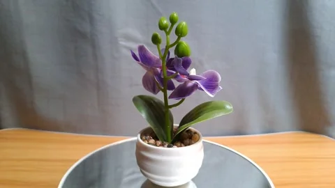 Mini artificial purple orchid in white ceramic pot Stock Footage 341234018