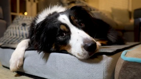 A mini Australian Shepard lays on a bed and looks curious or worried. 1080p. Stock Footage 116623725