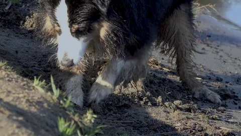 Mini Australian Shepherd Digging in Sand and Sticking Face into a Hole 库存影片 81761549