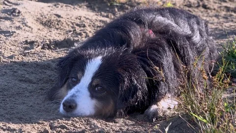 Mini Australian Shepherd dog digging on the beach 库存影片 81763740