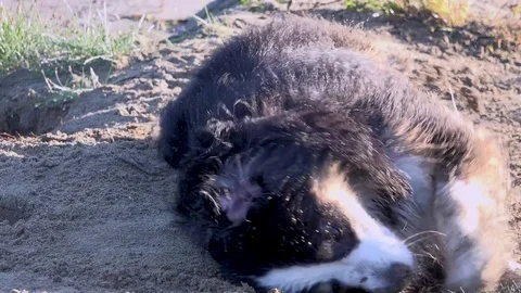 Mini Australian Shepherd dog rolling in sand getting dirty 库存影片 81761910