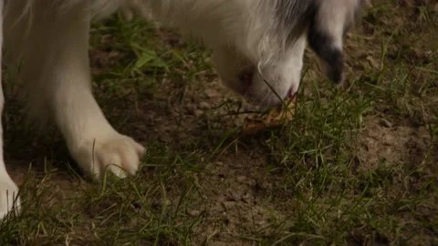 Mini Australian Shepherd Dog Sniffing Around Outside 스톡 동영상 210949375
