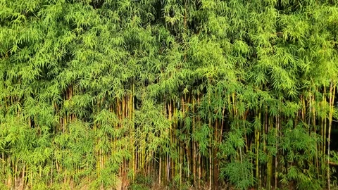 Mini Bamboo Forest in Garden – Tranquil Green Landscape and Zen Nature Scene Video stock 330445941