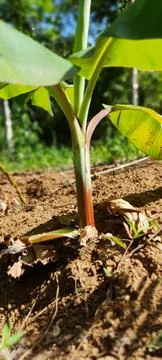Mini Banana Tree 스톡 사진