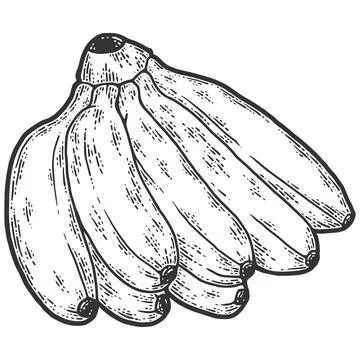 Mini bananas. Sketch scratch board imitation. Black and white. Stock Illustration