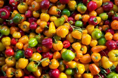 Mini bell peppers Stock Photos