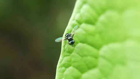 Mini black fly Stock Footage 236026882