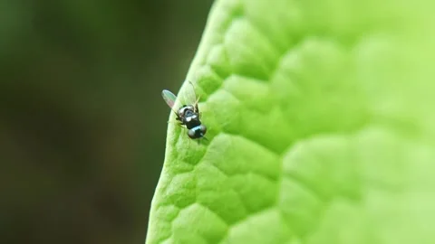 Mini black fly Stock Footage 236027005