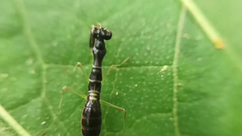 Mini black rhombodera Stock Footage 236026767