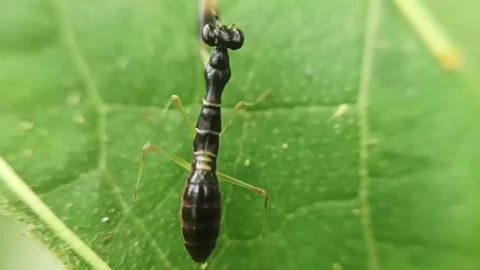 Mini black rhombodera Video stock 236026904