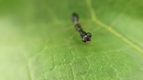 Mini black rhombodera Stock Footage 236027004