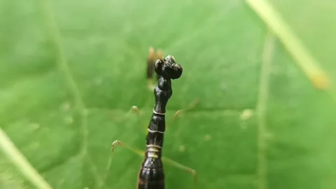 Mini black rhombora Stock Footage 236026865