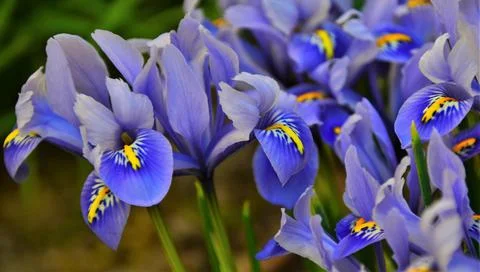Mini blue iris flower Stock Photos