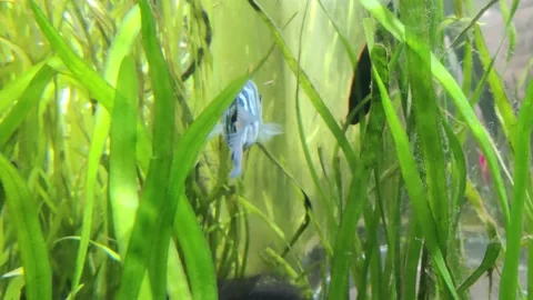 Mini Blue Parrot Fish  库存影片 231541166