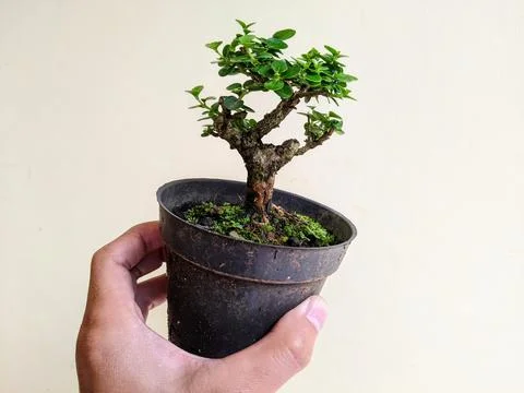 Mini bonsai being held Stock Photos