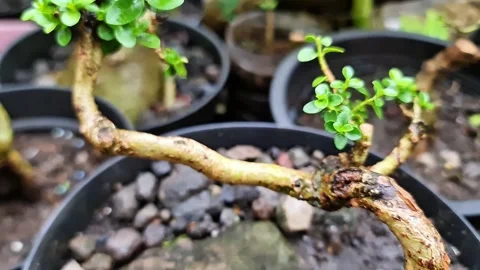 Mini Bonsai Growth Process in Pot Sancang Bonsai with Twisted Trunk 스톡 동영상 333180803