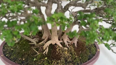 Mini bonsai tree with green foliage and exposed roots in oval pot Stock Footage 316812831