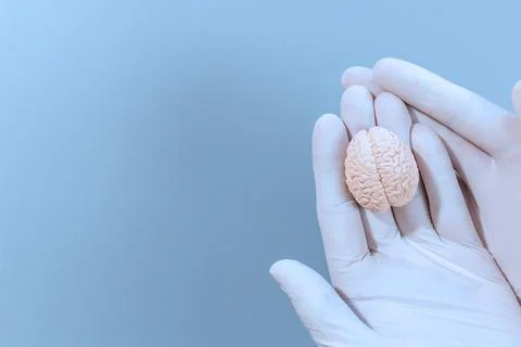 Mini Brain Model in Gloved Hand Stock Photos
