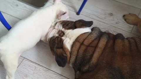 A mini bull terrier puppy plays with an Stock Video Pond5