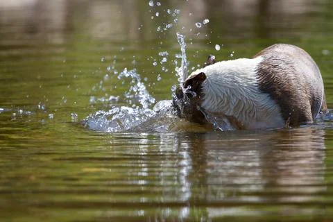 Mini Bull Terrier while bathing Stock Photos