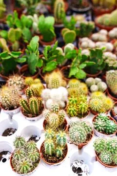 Mini bunny ears cacti in plastic box tray Stock Photos