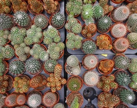 Mini cacti in pots, top view, neat rows on a black tray, garden center Stock Photos