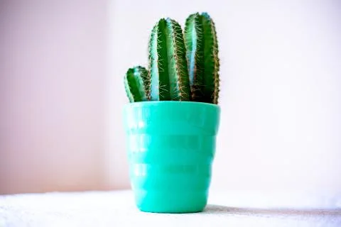 Mini Cactus Decorative Design Shot Stock Photos