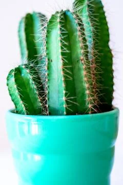Mini Cactus Decorative Design Shot Stock Photos