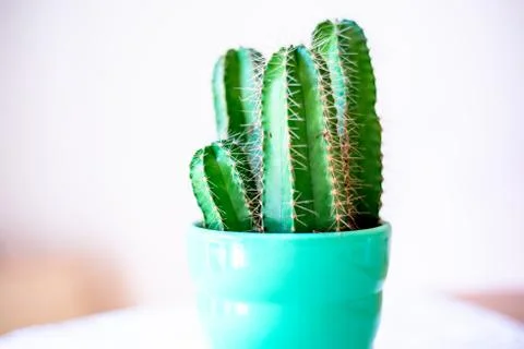 Mini Cactus Decorative Design Shot Stock Photos