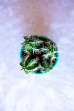 Mini Cactus Decorative Design Shot Stock Photos