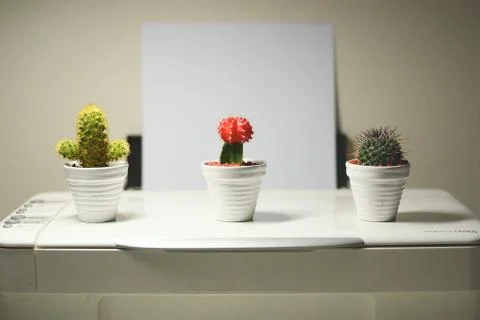 Mini cactus Foto stock