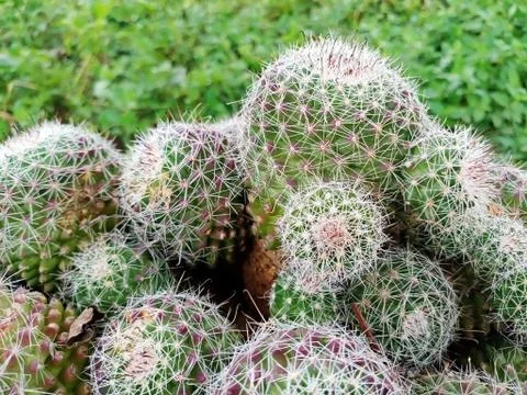 MINI CACTUS Stock Photos