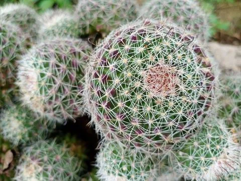 MINI CACTUS Stock Photos