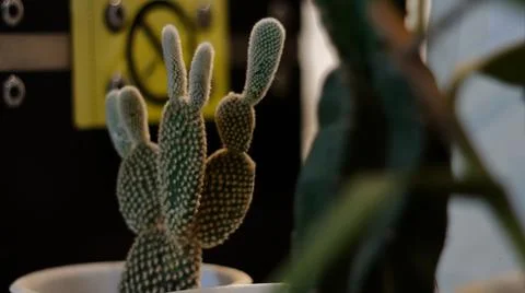 Mini Cactus Stock Photos