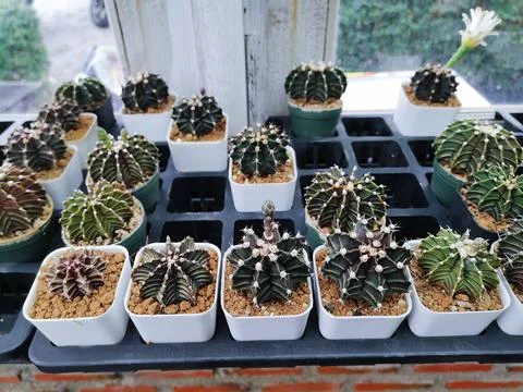 Mini Cactus Stock Photos