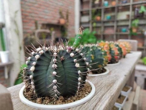 Mini Cactus Stock Photos