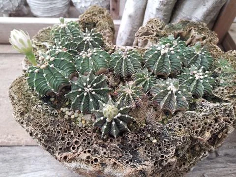 Mini Cactus Foto stock