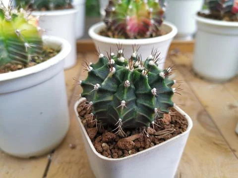 Mini Cactus Foto stock