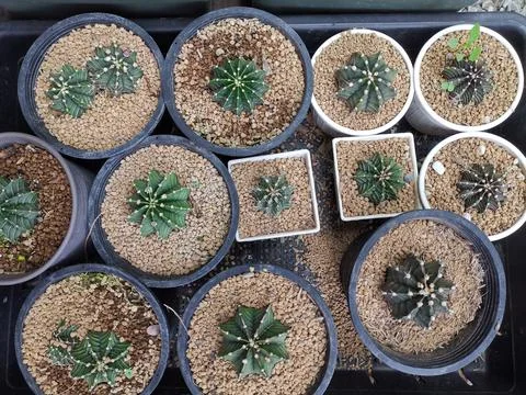 Mini Cactus Foto stock