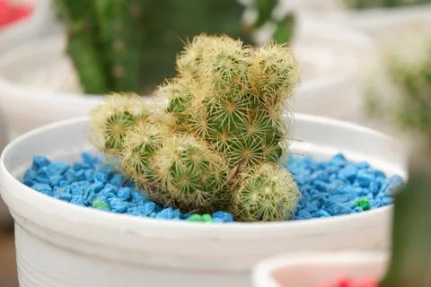 Mini cactus planted in white pot Stock Photos