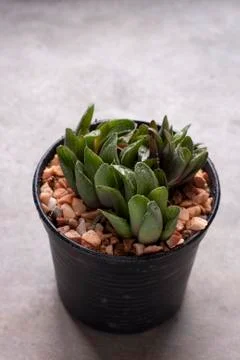 Mini cactus in pots Stock Photos