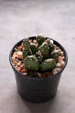 Mini cactus in pots Stock Photos