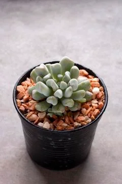 Mini cactus in pots Stock Photos