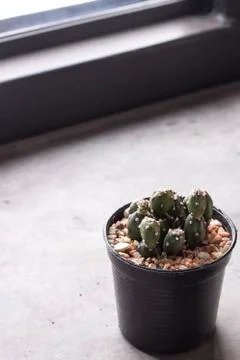 Mini cactus in pots Stock Photos