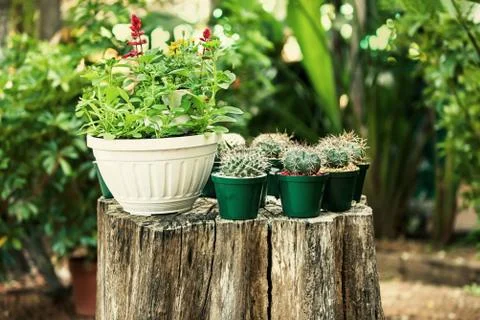 Mini cactus pots Fotos Stock