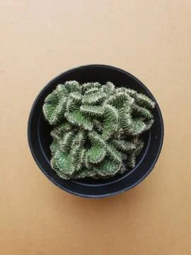 Mini cactus in rustic pot Stock Photos