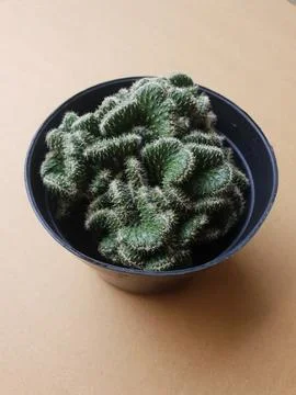 Mini cactus in rustic pot Foto stock