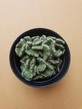 Mini cactus in rustic pot Stock Photos